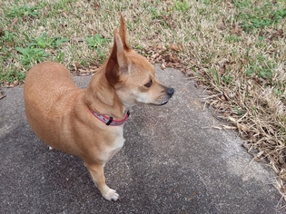 Chihuahua-Unknown Mix Dogs for adoption in Rosenberg, TX, USA