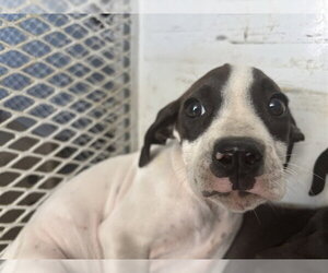 Medium Photo #1 Mutt Puppy For Sale in Bakersfield, CA, USA