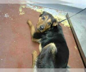 German Shepherd Dog Dogs for adoption in Atlanta, GA, USA