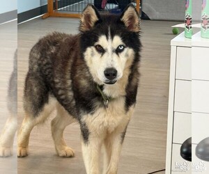 Huskies -Unknown Mix Dogs for adoption in Washington, DC, USA