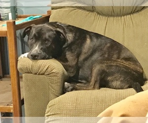 Retriever -Unknown Mix Dogs for adoption in Dallas, TX, USA