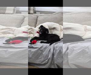 Mutt Dogs for adoption in Woodbury, NY, USA