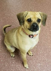 Puggle Dogs for adoption in Pottstown, PA, USA
