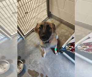 German Shepherd Dog-Unknown Mix Dogs for adoption in Jackson, CA, USA