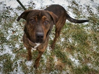 Mastiff Dogs for adoption in Lewisburg, WV, USA