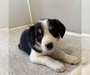 Borador Dogs for adoption in Bolivar, MO, USA