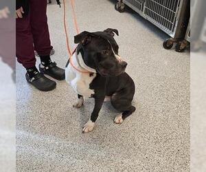 Mutt Dogs for adoption in Houston, TX, USA