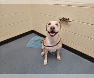 Labrador Retriever-Unknown Mix Dogs for adoption in Denver, CO, USA