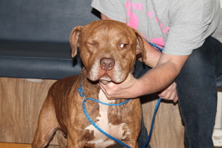 Bulldog-Unknown Mix Dogs for adoption in Wauchula, FL, USA