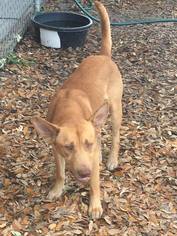 Mutt Dogs for adoption in DeLand, FL, USA