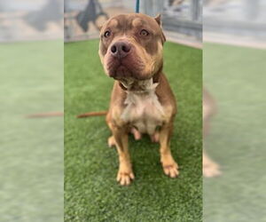American Pit Bull Terrier Dogs for adoption in Lathrop, CA, USA