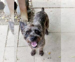 Cairn Terrier Dogs for adoption in Buffalo, NY, USA