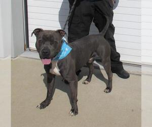 American Pit Bull Terrier Dogs for adoption in Louisville, KY, USA