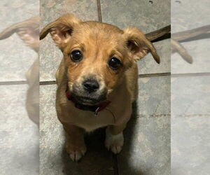 Australian Shepherd-Chihuahua Mix Dogs for adoption in Duluth, MN, USA
