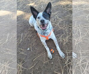 Mutt Dogs for adoption in Chandler, AZ, USA
