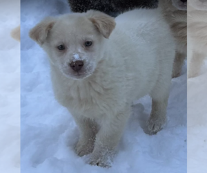 Golden Retriever-Unknown Mix Dogs for adoption in Anchorage, AK, USA