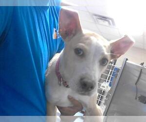 American Pit Bull Terrier-Unknown Mix Dogs for adoption in Fayetteville, NC, USA