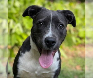 Mutt Dogs for adoption in Canton, CT, USA