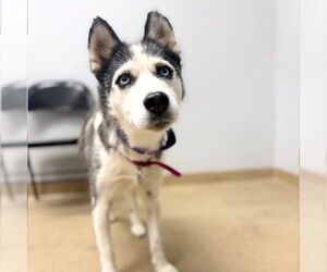 Siberian Husky Dogs for adoption in Aurora, CO, USA