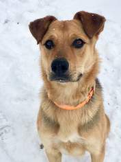 Mutt Dogs for adoption in Forest Lake, MN, USA