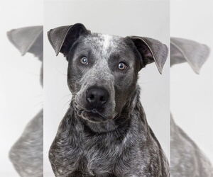 Mutt Dogs for adoption in Ogden, UT, USA