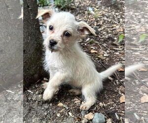 Spaniel-Unknown Mix Dogs for adoption in Anchorage, AK, USA