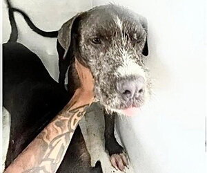 Labrador Retriever Dogs for adoption in Houston, TX, USA
