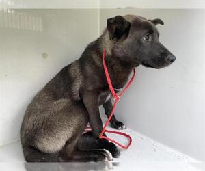 Mutt Dogs for adoption in Houston, TX, USA