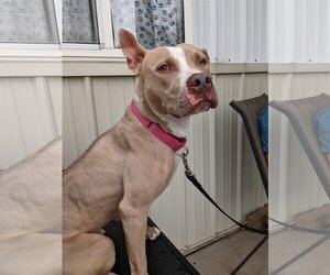 American Pit Bull Terrier-Unknown Mix Dogs for adoption in Lockport, NY, USA