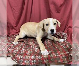 Mutt Dogs for adoption in Modesto, CA, USA