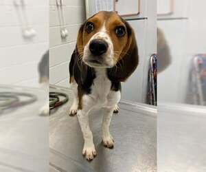 Beagle Dogs for adoption in Peoria, IL, USA