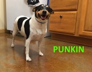 Rat Terrier Dogs for adoption in Mountain View, AR, USA