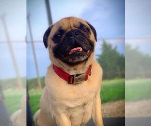 Pug Dogs for adoption in Pacolet, SC, USA