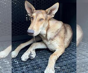 German Shepherd Dog-Unknown Mix Dogs for adoption in Downey, CA, USA