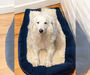 Great Pyrenees-Unknown Mix Dogs for adoption in Unionville, PA, USA