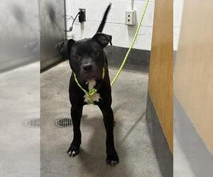 American Pit Bull Terrier-Labrador Retriever Mix Dogs for adoption in Forestville, MD, USA