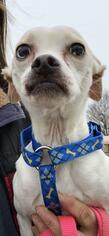 Italian Greyhuahua Dogs for adoption in Landenberg, PA, USA