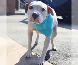 American Staffordshire Terrier Dogs for adoption in San Antonio, TX, USA