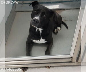 Mutt Dogs for adoption in Oklahoma City, OK, USA