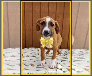Borador Dogs for adoption in Mt. Laurel, NJ, USA