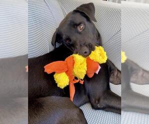 Labrador Retriever Dogs for adoption in Boca Raton, FL, USA