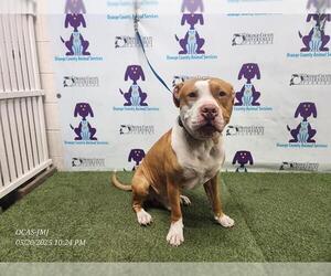 American Pit Bull Terrier Dogs for adoption in Orlando, FL, USA
