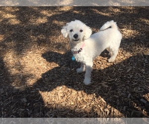Bichon Frise Dogs for adoption in Grantville, PA, USA