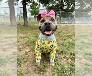 American Pit Bull Terrier-Unknown Mix Dogs for adoption in Conroe, TX, USA