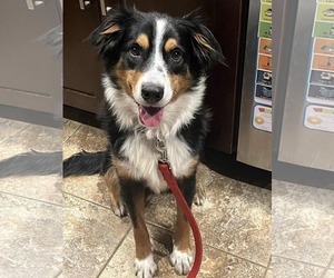 Australian Mountain Dog Dogs for adoption in Germantown, OH, USA