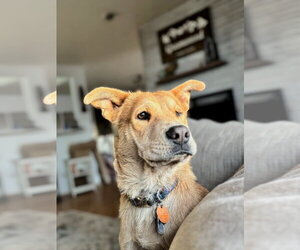 Chow Chow-Unknown Mix Dogs for adoption in Tabernash, CO, USA