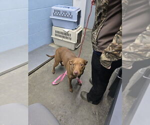 Mutt Dogs for adoption in Evansville, IN, USA