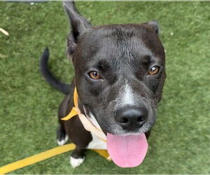 American Pit Bull Terrier-Unknown Mix Dogs for adoption in Las Vegas, NV, USA