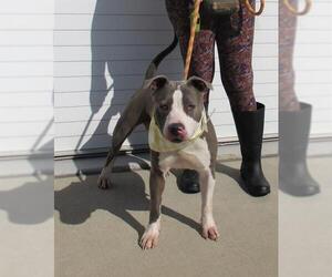 American Pit Bull Terrier-Unknown Mix Dogs for adoption in Louisville, KY, USA