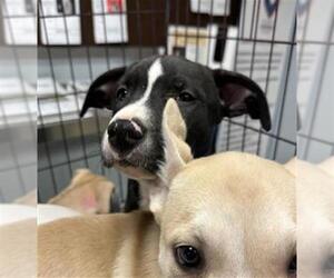 American Pit Bull Terrier-Labrador Retriever Mix Dogs for adoption in Stockton, CA, USA